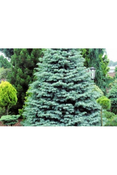 Ялиця Арчерс Дварф в ландшафті: елегантний хвойний акцент для композицій.