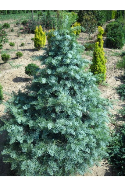 Арчерс Дварф: природний акцент для хвойних композицій