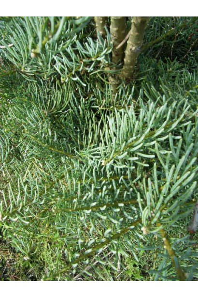 Хвоя Арчерс Дварф: насичено-зелена, додає витонченості будь-якому ландшафту.