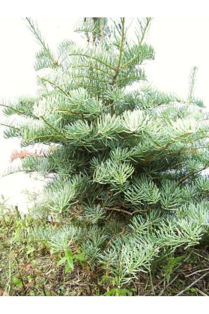Abies concolor Acher`s Dwarf