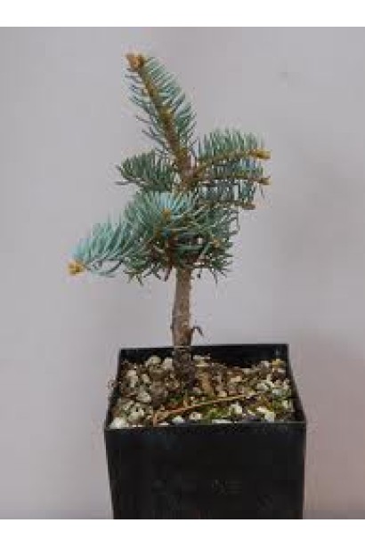 Саджанець ялиці Арчерс Дварф: компактна хвойна рослина для саду.