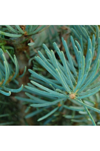 Хвоя ялиці Компакта: м’яка, блакитно-зелена, з матовим сріблястим відтінком.
