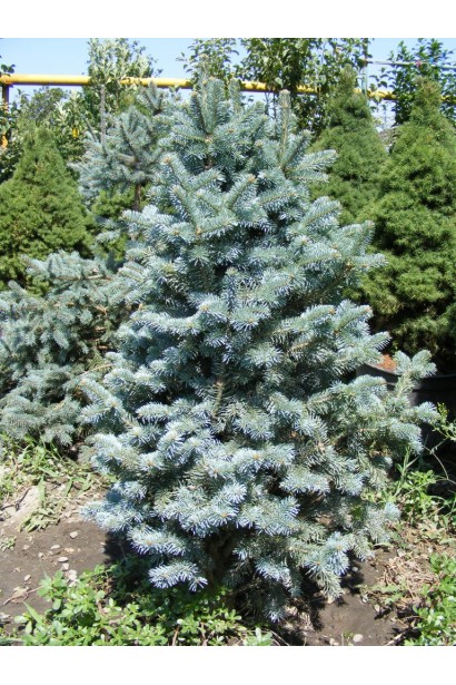 Ялиця Компакта в ландшафті: гармонійний елемент сучасного саду.