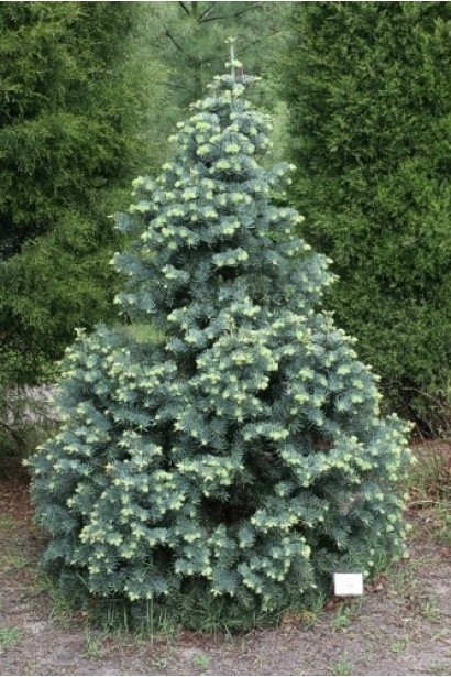 Ялиця одноколірна Компакта: мініатюрна рослина із густою сріблястою хвоєю.