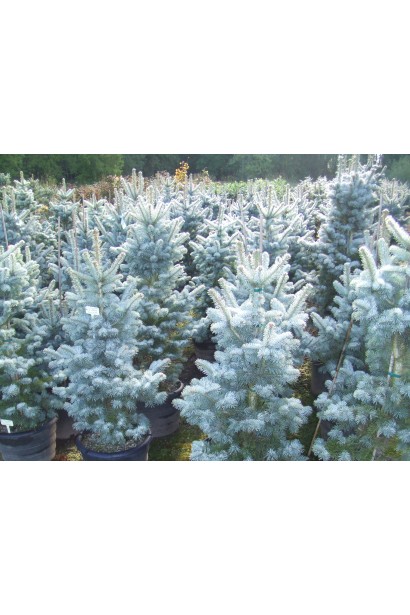 Саджанці Ялиці Компакта в контейнері у садовому центрі