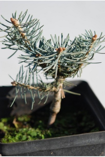 Саджанець ялиці Компакта: компактний хвойний акцент для вашого саду.