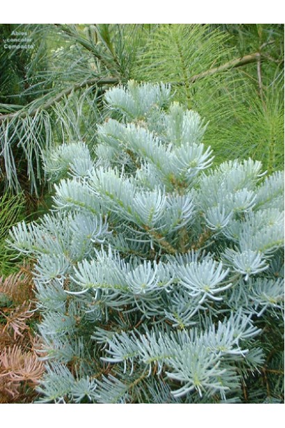 Ялиця одноколірна / каліфорнійська Компакта Глаука