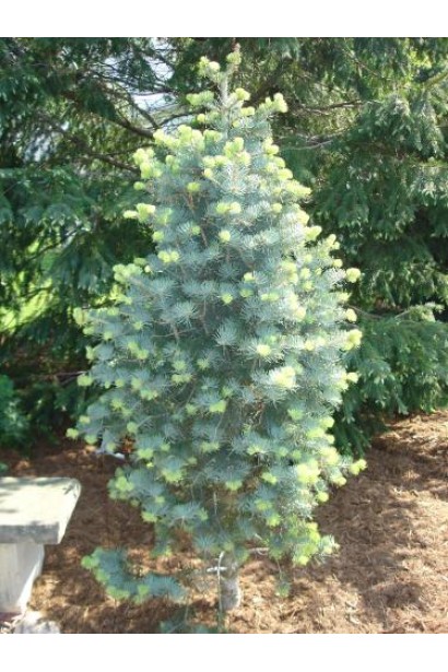 Abies concolor Compacta