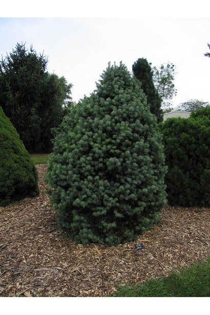 Abies concolor Compacta: компактний сорт із витонченими декоративними характеристиками.