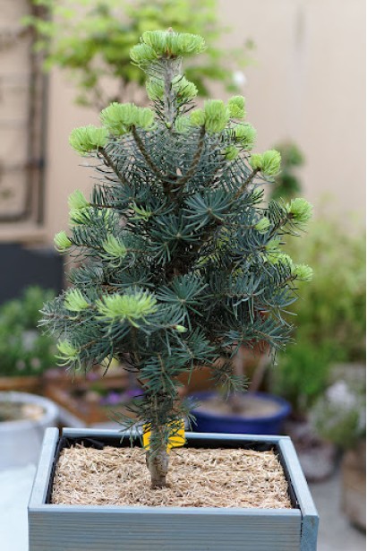 Ялиця одноколірна / каліфорнійська Компакта в горщику