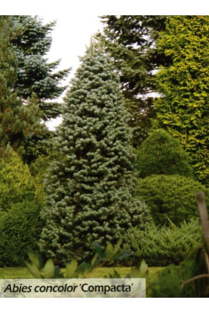 Доросла ялиця Компакта: ідеальне дерево для невеликих садів і дворів.