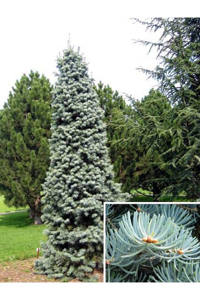 Доросле дерево Компакта: мініатюрне, із симетричною кроною і густою хвоєю.