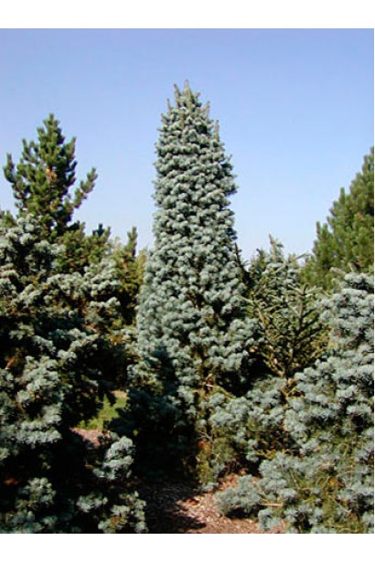 Ялиця одноколірна / каліфорнійська Компакта