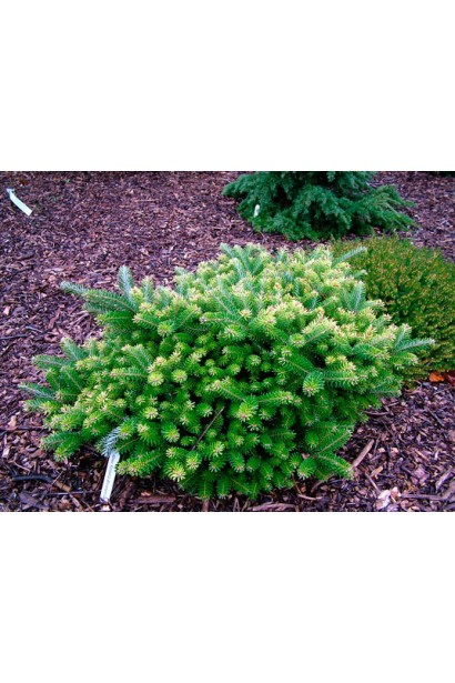 Abies koreana Blauer Pfiff: уникальный сорт с компактной, симметричной формой.