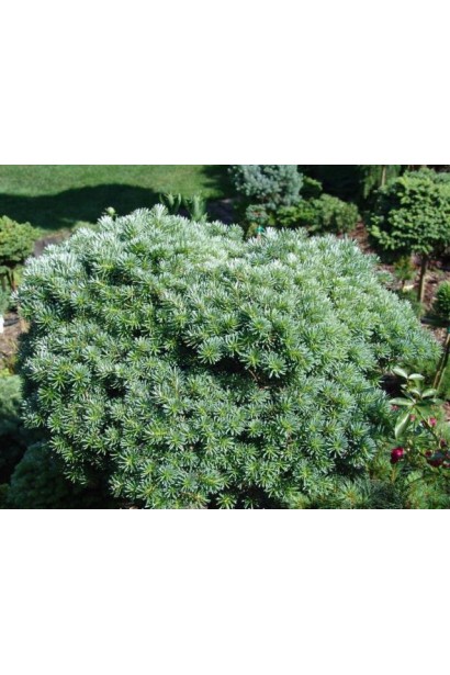 Хвоя пихты Блауэр Пфиф: сине-зеленая, густая, с серебристым оттенком.