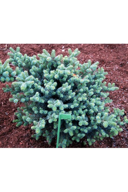 Пихта Блауэр Пфиф: хвойная красота для создания акцентов в саду.