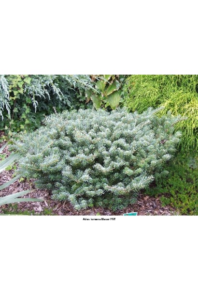 Abies koreana Blauer Pfiff: миниатюрная пихта с изящными декоративными шишками.