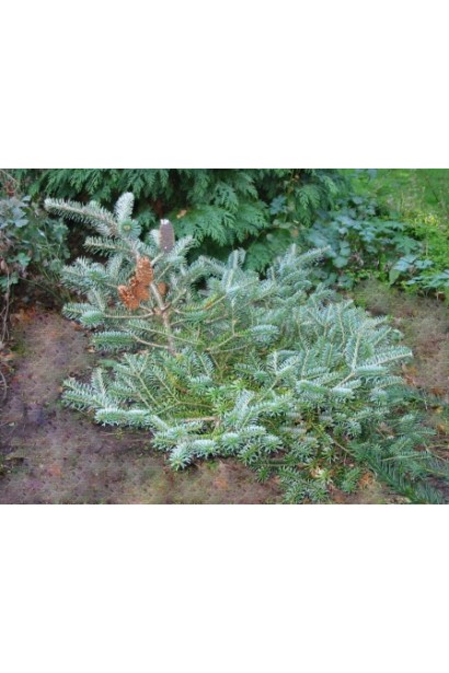 Пихта корейская Блауэр Пфиф