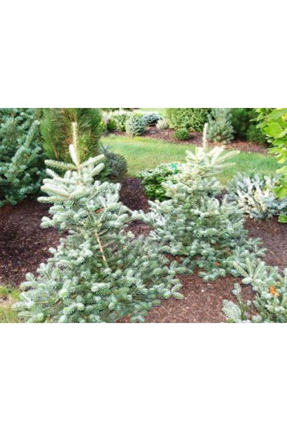 Пихта корейская Блауэр Пфиф