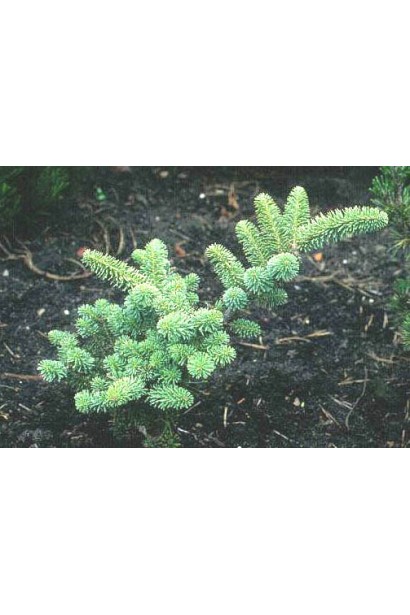 Abies koreana Blauer Pfiff