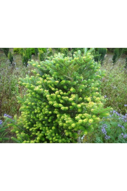 Доросла ялиця Люмінетта: компактна форма для стильного ландшафту.