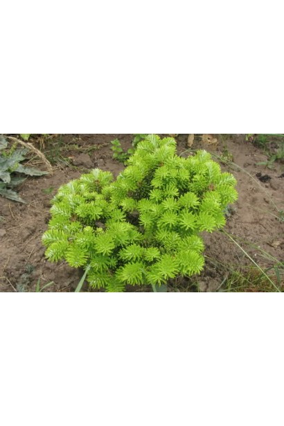 Ялиця корейська Люмінетта: мініатюрна красуня з яскравою хвоєю.