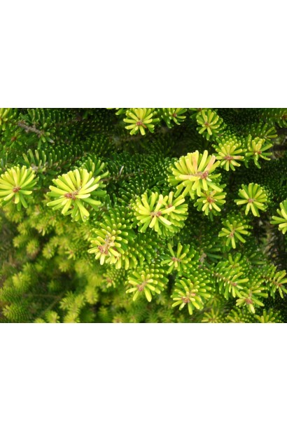 Хвоя Люмінетта: яскрава і контрастна, додає саду унікальності.