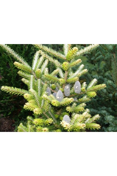 Ялиця корейська Люмінетта