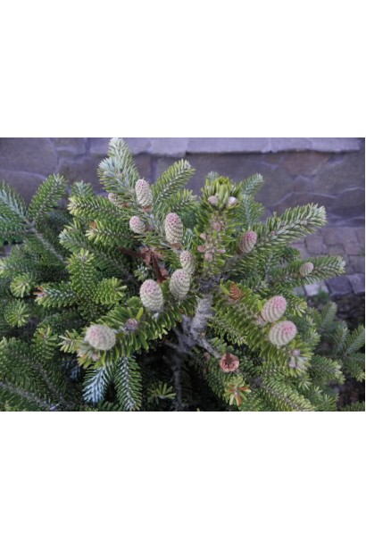 Ялиця Люмінетта: морозостійка хвойна рослина для альпійських гірок і садів.