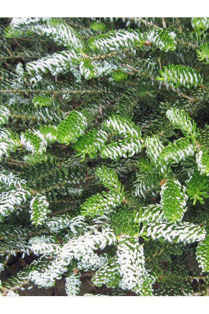 Ялиця корейська Хорстманн Сільберлок: декоративний сорт із закрученою сріблястою хвоєю.