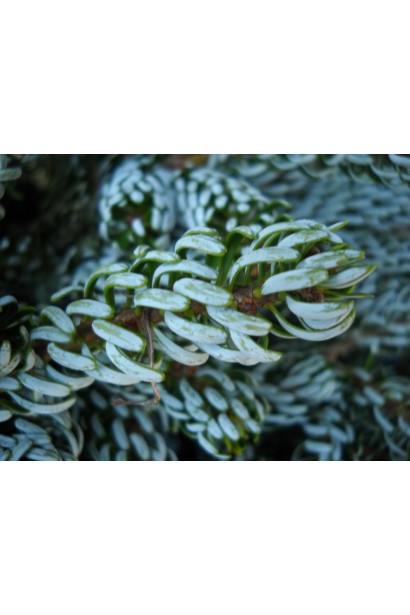 Ялиця корейська Сільберлок