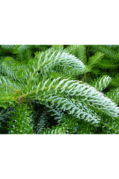 Хвоя ялиці Сільберлок: зелена зі сріблястим відтінком, створює контраст.