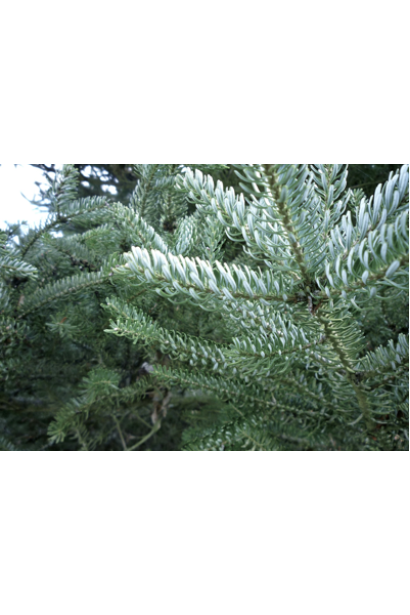 Abies koreana Silberlocke: морозостійкий сорт із витонченою сріблястою хвоєю.