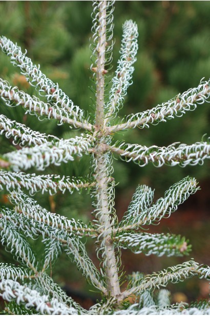 Abies koreana Silberlocke Horstmann`s