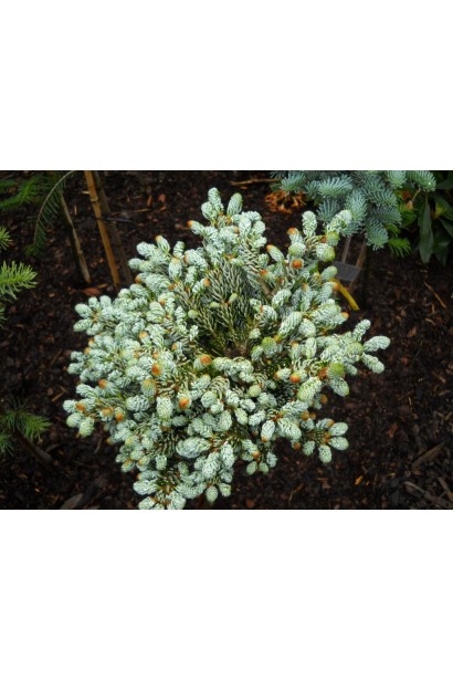 Саджанці ялиці Хорстманн: популярний вибір у садових центрах.