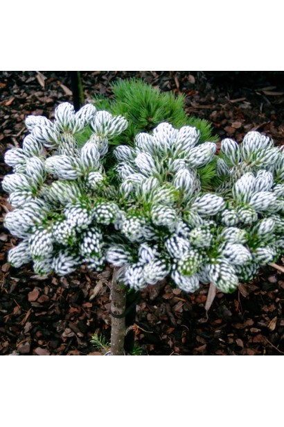 Крона ялиці Хорстманн Сільберлок