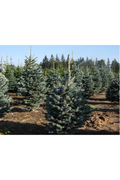 Abies lasiocarpa Compacta