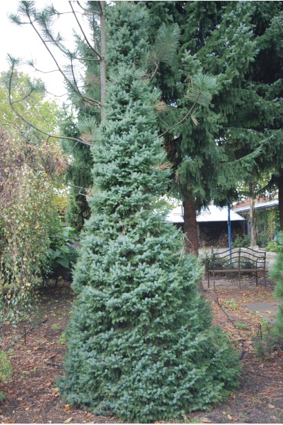 Ялиця гірська Компакта: повільно зростаюче хвойне дерево з густою, щільною кроною.