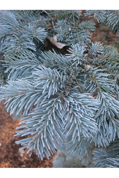 Abies lasiocarpa Compacta