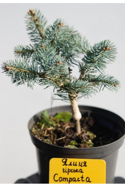 Ялиця гірська Компакта