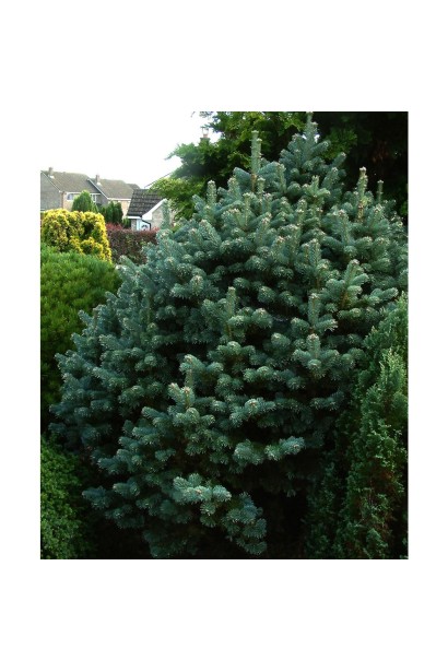 Ялиця Компакта: ідеальний вибір для створення затишного куточка з хвойними рослинами.