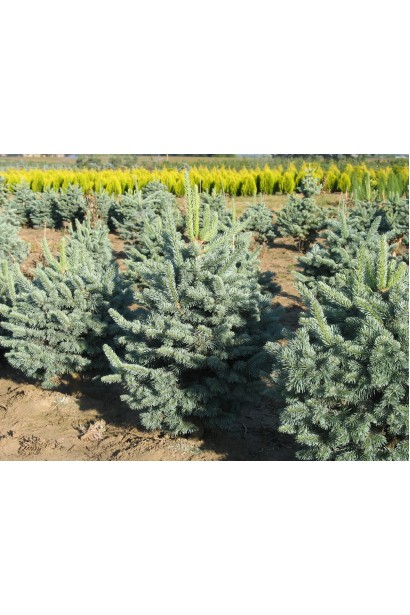 Ялиця гірська Компакта в розсаднику проксіма