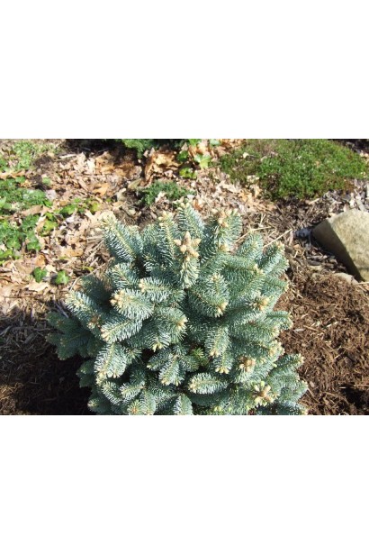 Abies lasiocarpa Compacta: карликовий сорт із вишуканим виглядом для кам’янистих садів.