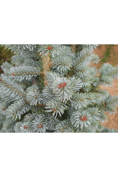 Хвоя ялиці Компакта: сріблясто-зелена, м’яка, створює щільний покрив.