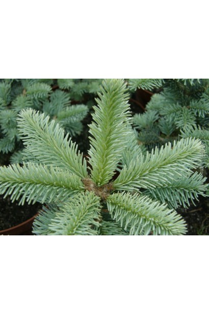 Хвоя ялиці Компакта: м’яка на дотик, з приємним ароматом.