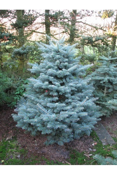 Ялиця гірська Компакта: карликовий сорт із густою хвоєю та компактною кроною.