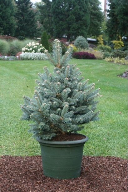 Ялиця гірська Компакта