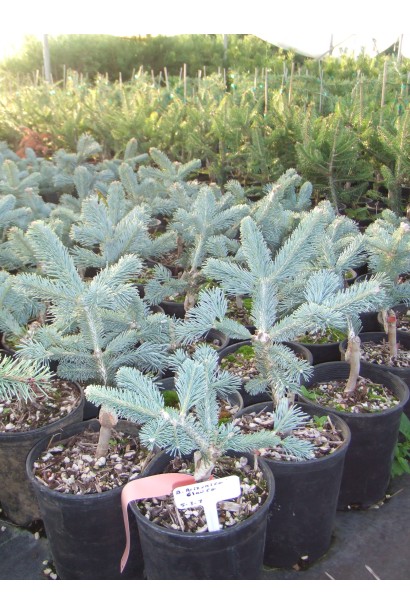 Саджанець ялиці Компакта: чудово підходить для контейнерного вирощування.