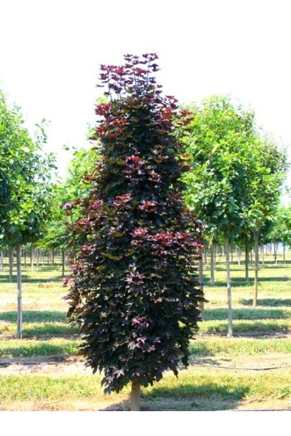 Клен гостролистий Крімсон Сентрі 