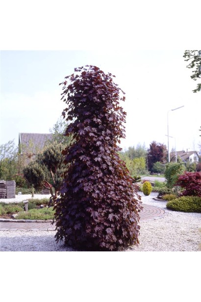 Клен колоновидний Крімсон Сентрі 